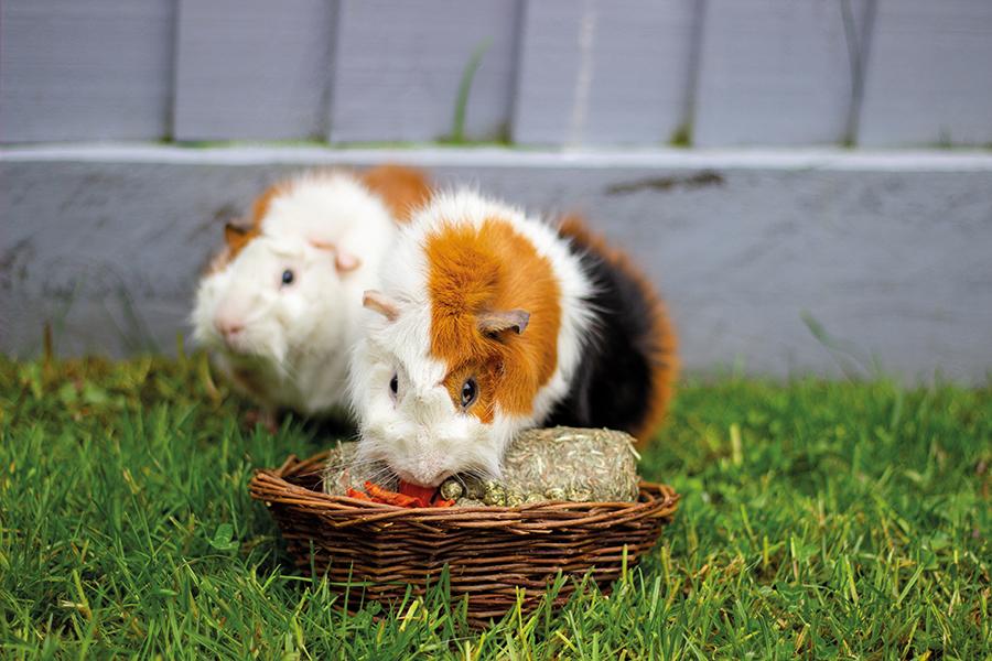 Rosewood Small Animal Willow Treat Basket